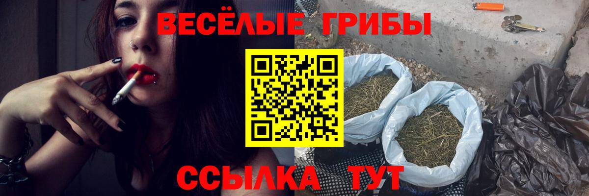 Галлюциногенные грибы Psilocybe Михайловск